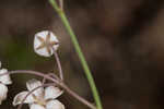 Carolina milkweed